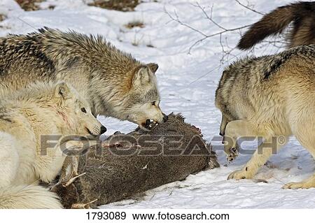 Wolf pack and kill View Large Photo Image Stock Photo - Wolf pack and kill. Fotosearch