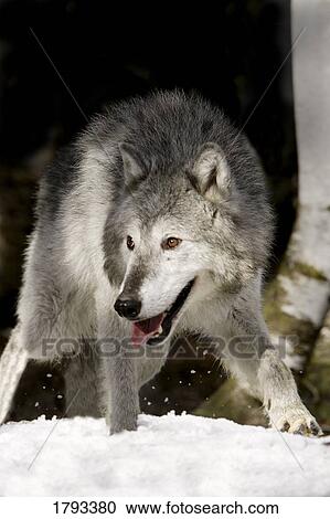 Wolf View Large Photo Image Stock Image - Wolf. Fotosearch