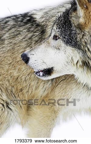 Wolf View Large Photo Image Stock Photo - Wolf. Fotosearch