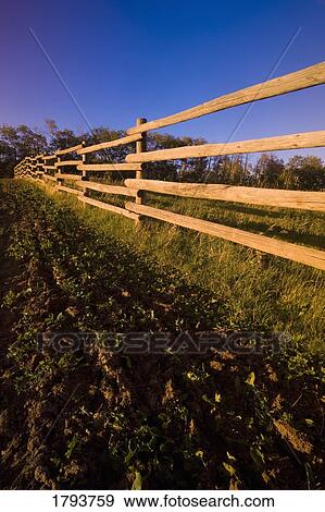 Stock Photo - Wooden fence and crops. Fotosearch