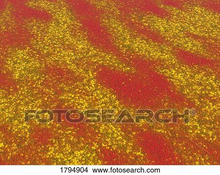 Yellow and red textures View Large Photo Image Picture - Yellow and red textures. Fotosearch