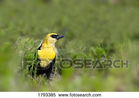 Stock Photography - Yellow headed blackbird. Fotosearch