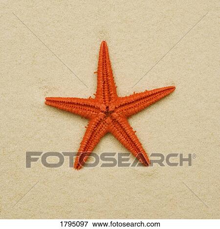 ヒトデ 写真館 イメージ館 Fotosearch