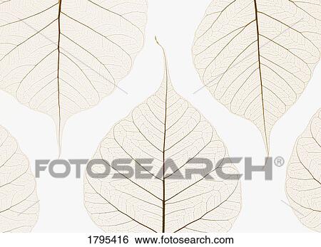 Stock Photograph - Arranged leaves. Fotosearch