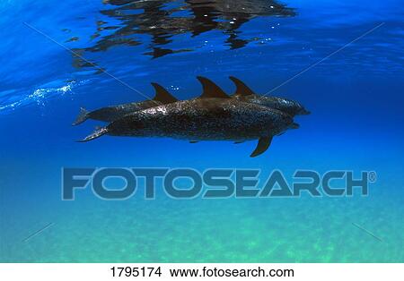 Picture - Atlantic spotted dolphins. Fotosearch