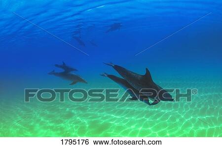 Atlantic spotted dolphins View Large Photo Image Stock Photograph - Atlantic spotted dolphins. Fotosearch