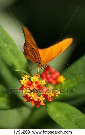 Butterfly on flower View Large Photo Image Stock Photo - Butterfly on flower. Fotosearch