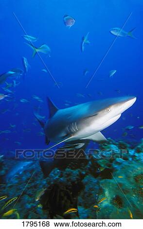 Caribbean reef shark View Large Photo Image Stock Photo - Caribbean reef shark. Fotosearch