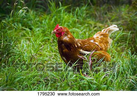 Chicken View Large Photo Image Stock Image - Chicken. Fotosearch