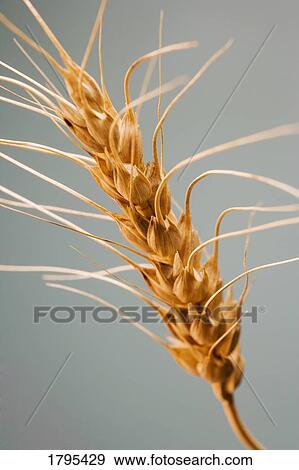 Close up of a wheat head View Large Photo Image Stock Photo - Close up of a wheat head. Fotosearch