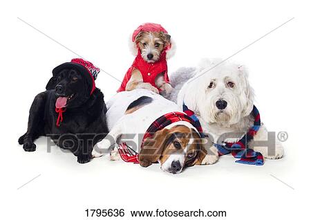 Stock Photograph - Dogs wearing winter accessories. Fotosearch