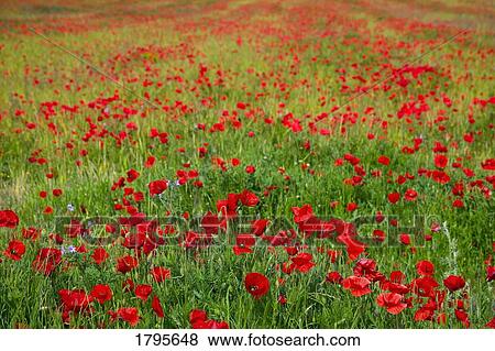 Field of poppies View Large Photo Image Stock Photo - Field of poppies. Fotosearch