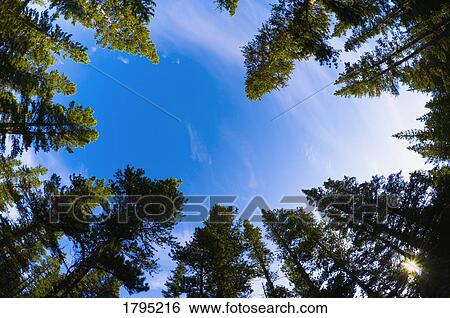 Forest from a low angle View Large Photo Image Stock Photograph - Forest from a low angle. Fotosearch