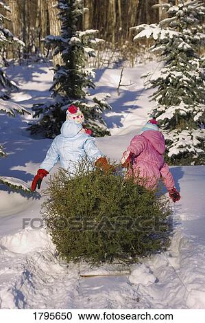 Girls pulling a tree View Large Photo Image Stock Image - Girls pulling a tree. Fotosearch