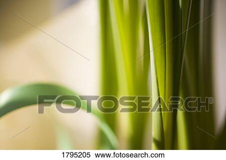 Grass closeup View Large Photo Image Stock Photography - Grass closeup. Fotosearch