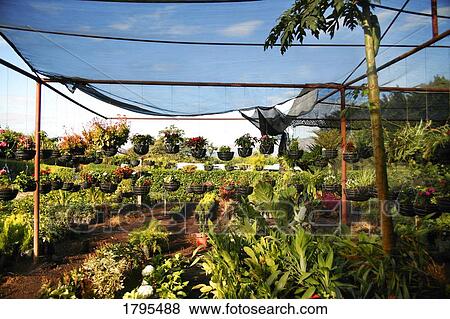 Growing flowers View Large Photo Image Stock Photo - Growing flowers. Fotosearch