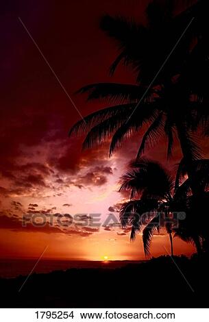 Picture - Hawaiian sunset. Fotosearch