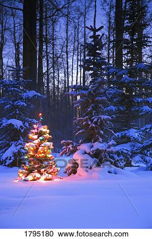 Illuminated Christmas tree in forest View Large Photo Image Stock Image - Illuminated Christmas tree in forest. Fotosearch