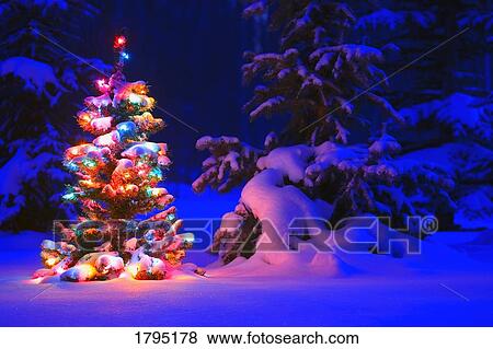 Illuminated Christmas tree in forest View Large Photo Image Stock Photo - Illuminated Christmas tree in forest. Fotosearch