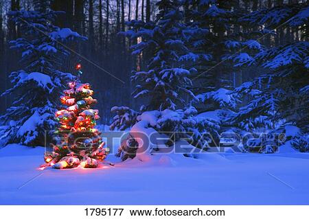 Stock Photo - Illuminated Christmas tree in the forest. Fotosearch