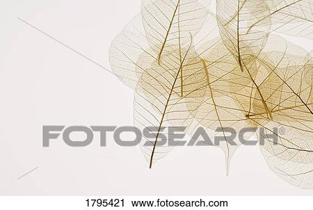 Layered leaves View Large Photo Image Stock Image - Layered leaves. Fotosearch
