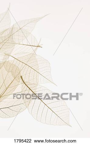 Layered leaves View Large Photo Image Stock Image - Layered leaves. Fotosearch