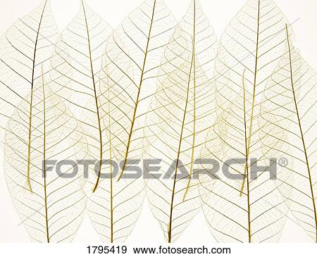 Layered leaves View Large Photo Image Stock Photo - Layered leaves. Fotosearch