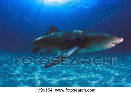 Lemon Shark View Large Photo Image Picture - Lemon Shark. Fotosearch