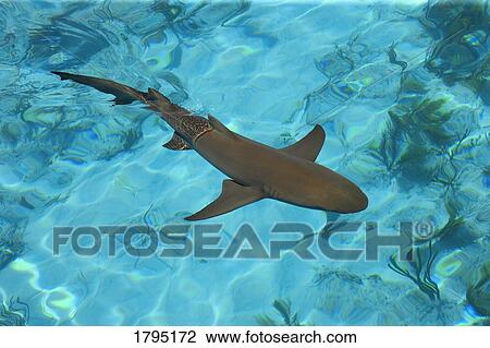 Lemon shark View Large Photo Image Stock Image - Lemon shark. Fotosearch
