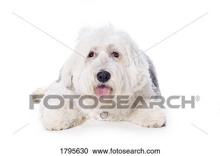 Old English Sheepdog on white background View Large Photo Image Stock Image - Old English Sheepdog on white background. Fotosearch