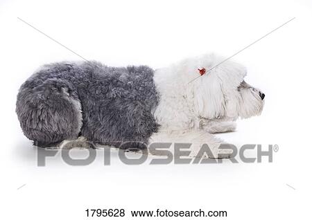 Stock Photo - Old English Sheepdog on white background. Fotosearch