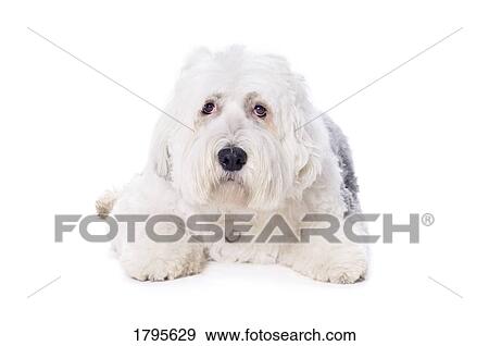 Stock Photo - Old English Sheepdog on white background. Fotosearch