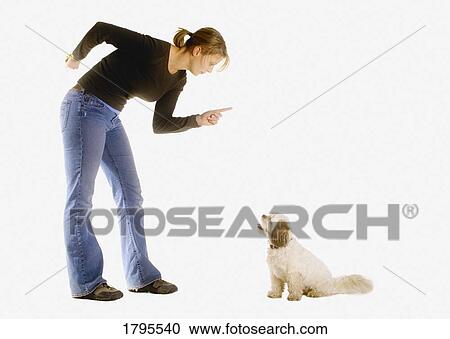 Stock Image - Owner scolding dog. Fotosearch