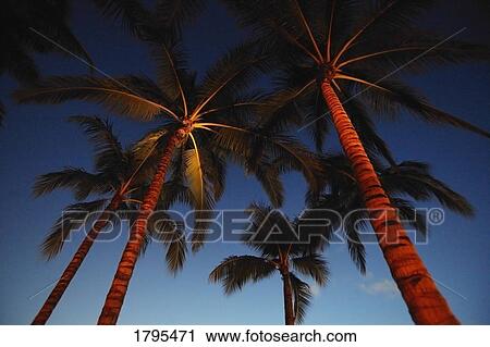 Stock Image - Palm trees. Fotosearch