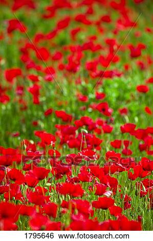 Stock Photograph - Poppy field. Fotosearch
