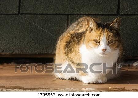 Stock Image - Portrait of a cat. Fotosearch