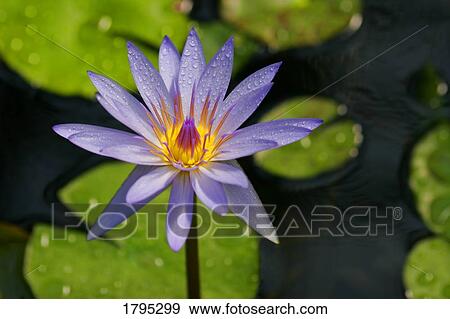 Purple water lily View Large Photo Image Stock Photo - Purple water lily. Fotosearch