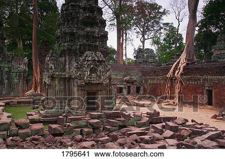 Roots of silk cotton tree growing over Ta Prohm Temple ruins, Angkor, Cambodia View Large Photo Image Stock Image - Roots of silk cotton tree growing over Ta Prohm Temple ruins, Angkor, Cambodia. Fotosearch