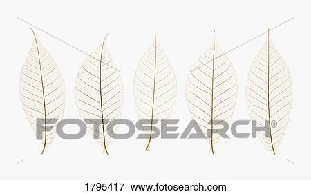 Stock Photo - Row of leaves. Fotosearch