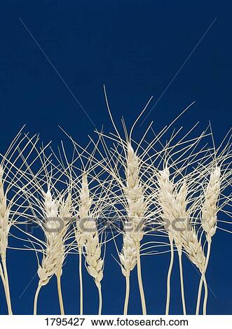 Stock Photo - Row of wheat. Fotosearch