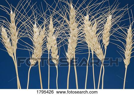 Row of wheat View Large Photo Image Stock Photograph - Row of wheat. Fotosearch
