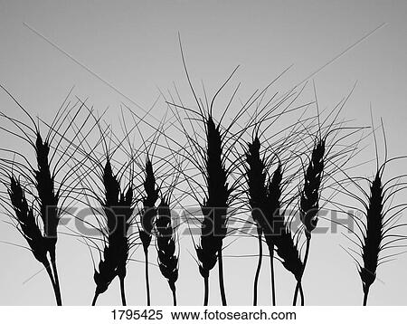 Row of wheat View Large Photo Image Stock Photography - Row of wheat. Fotosearch