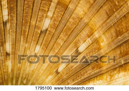 Stock Image - Seashell closeup. Fotosearch