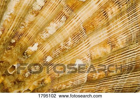 Seashell closeup View Large Photo Image Stock Image - Seashell closeup. Fotosearch