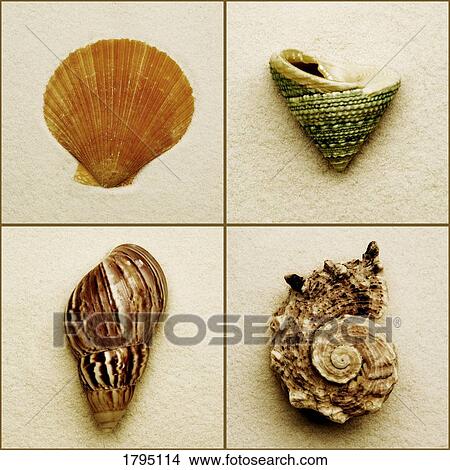 Seashell composite View Large Photo Image Picture - Seashell composite. Fotosearch