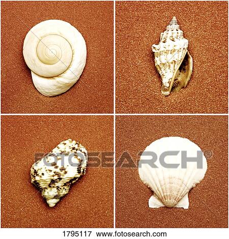 Stock Photo - Seashell composite. Fotosearch