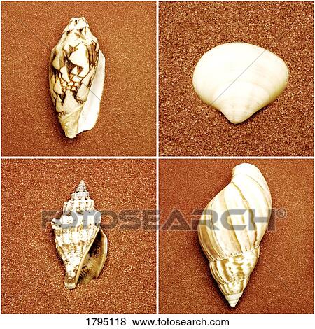 Seashell composite View Large Photo Image Stock Photo - Seashell composite. Fotosearch