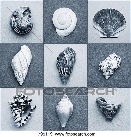Stock Photo - Seashell composite. Fotosearch