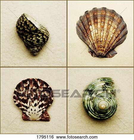 Seashell composite View Large Photo Image Stock Photograph - Seashell composite. Fotosearch