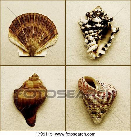 Seashell composite View Large Photo Image Stock Photography - Seashell composite. Fotosearch